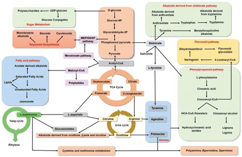 Figure 2. Satellite metabolic pathways, involved in the biosynthesis of RRMs by plants, in response to biotic stress. These resistance metabolites are biosynthesized by the catalytic proteins that are coded by the plant RRRM genes. The biosynthesis of RRMs in a plant is controlled by a hierarchy or several hierarchies of R genes, which may have regulatory or RRM production roles.