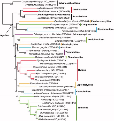 Figure 1. Maximum-likelihood phylogeny of Hyloidea inferred with a GTR + G + I model from all available mitochondrial genomes in this clade. Calyptocephalellidae was used to root the tree. The new sequence is represented in bold. The Bootstrap values (based on 1000 iterations and 100 independent maximum-likelihood searches) are indicated for each internal node.