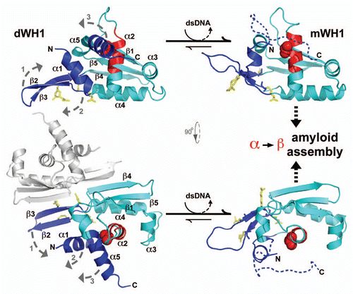 Figure 1 The bacterial RepA-WH1 prionoid highlighted at the molecular and cellular levels. The stable, soluble dimers of the isolated RepA-WH1 domain (dWH1, 1HKQ.pdb) undergo a conformational transformation upon transient, low affinity (albeit sequence-specific) binding to dsDNA ligand, thus resulting in metastable, aggregation-prone monomers (mWH1, modeled on 1REP.pdb). The roughly invariant (rms deviation for 76 Cα atoms: 1.34 Å) WH fold is depicted in cyan, whereas segments showing a significant structural shift are shown in blue. The amyloidogenic peptide L26VLCAVSLI34 (C-terminal 2/3 of α2),Citation21 is colored in red, with the side-chain of the hyper-amyloidogenic mutant residue V31 (bold) rendered as CPK spheres. A possible pathway for the exposure of the amyloidogenic stretch is sketched (dashed grey arrows 1–3): (1) DNA binding to dWH1 results in a bend in the β-hairpin (β2–β3),Citation17 which carries the sensor Arg residues (R78, R81, R91 and R93; yellow),Citation22 thus disrupting the dimerization interface (second dWH1 subunit in grey). (2) Simultaneously, β2–β3 pushes the N-terminal α1 that swingsCitation16 and partially unfolds. (3) The opening of such α1 latch releases C-terminal α5 which, in the whole mRepA, will then pack with the N-terminus of the WH2 domain to build an antiparallel β-sheet,Citation17 but in the isolated mWH1 is unfolded (dashed coil) to leave the amyloidogenic stretch largely exposed to the solvent and ready to refold and assemble into an amyloid cross-β sheet.Citation21 Models rendered with PyMOL (www.pymol.org).