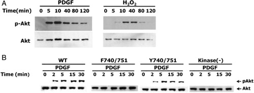 Figure 3. Effect of PDGF beta receptor mutations on PDGF-induced Akt phosphorylation. (A) NIH 3T3 cells were treated with 50 ng/ml PDGF or 0.5 mM H2O2 for the indicated times. (B) HepG2 cells expressing wild-type or various PDGFβR mutants were incubated with 25 ng/ml PDGF for the indicated times. Cellular protein extracts were subjected to SDS-PAGE followed by IB with antibodies against phospho-Akt and Akt.