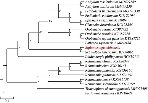 Figure 1. The best Maximum likelihood (ML) phylogram inferred from 21 chloroplast genomes in Orobanchaceae and Paulowniaceae (bootstrap value are indicated on the branches, ‘*’ denotes a fully supported node).