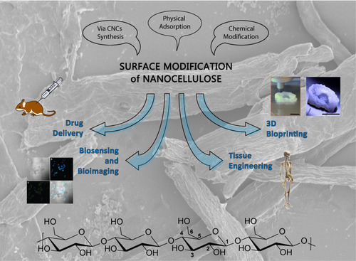 Figure 1 The surface modification of nanocellulose can be performed either via CNCs synthesis, physical adsorption or chemical modification, leading to advanced nanomaterials with a wide variety of possible applications. At the bottom: chemical structure of the polymeric backbone of CNCs; the common numbering of the glucopyranose ring is reported on one of the monomers. In the background: SEM image of cellulose nanocrystals. Bioimaging and bioprinting images have been reprinted from Eur J Pharm Sci, 50(1),   Valo H, Arola S, Laaksonen P, et al. Drug release from nanoparticles embedded in four different nanofibrillar cellulose aerogels. 69–77, Copyright (2013), with permission from ElsevierCitation60 and Martínez Ávila H, Schwarz S, Feldmann E-M, et al. Biocompatibility evaluation of densified bacterial nanocellulose hydrogel as an implant material for auricular cartilage regeneration. Appl Microbiol Biotechnol. 2014;98(17):7423–7435. Creative commons license and disclaimer available from: http://creativecommons.org/licenses/by/4.0/legalcodeCitation95, respectively.