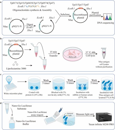 Figure 1. Schematic of the steps involved in LISA. (a) The gene sequences of Tp0171 (Tp15), Tp0435 (Tp17), and Tp0574 (Tp47) were obtained from GenBank (Genbank ID: AE000520.1) and synthesized with EcoRI and XbaI cleavage sites. The sequence of Tp15, Tp17, and Tp47 were cloned into a pNLF1-N vector containing the NanoLuc (Nluc) luciferase gene. (b) The resulting recombinant plasmid was expressed in Hela cells to produce Nluc-antigen fusion proteins. (c) A white microtitre plate coated with protein G was used to bind antibodies from either rabbits or human serum. The Nluc-antigen fusion proteins were then employed to specifically bind with IgG antibodies against the TP15, TP17, or TP47 antigens. (d) The light units were measured using the Nano-Glo Luciferase assay reagent in a luminometer to reflect the level of antibodies.