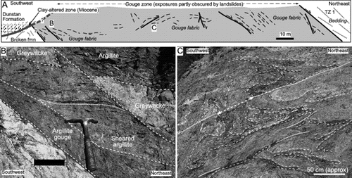 Figure 9  Structures within the Fiddlers Flat gouge zone between TZ 1 turbidites and the broken formation block. A, Sketch section through the gouge zone, showing orientations of gouge fabric (dashed lines) and faults (heavy black lines, with inferred sense of motion). B, Sheared argillite (dark grey) and less-deformed greywacke (pale) in a normal fault zone near the south-western edge of the gouge zone (located in A). Both argillite and greywacke are locally coated by calcite (white). C, Zone of complexly folded black and grey gouge (derived from argillite) with abundant secondary calcite impregnation, near centre of gouge zone (located in A). White dashed lines accentuate gouge fabric that has been folded. Southwest-dipping later shears (full white lines) displace sheared argillaceous gouge. One of these later shears has a demonstrable reverse sense of motion (heavy dashed arrow).