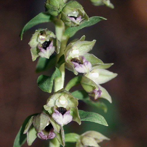 Figure 1. Epipactis helleborine “subsp. praecox” nom. provis. (Nahr el-Kelb, 23 February 2015, J. Viglione).