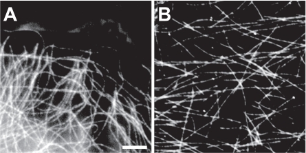 Figure 3 Fluorescent speckle microscopy. In fluorescent speckle microscopy (FSM), an intracellular structure is fluorescently labeled in a sparse fashion, such that the structure takes on a “speckled” appearance with discontinuous regions of fluorescence. The relative dynamics of these speckles reveals quantitative insight into the internal dynamics of the structure. Here, microtubules are labeled for an FSM study in a living epithelial cell (A) and in a purified preparation (B). (Bar = 5 μm). Reproduced with permission from: CitationWaterman-Storer CM, and Salmon ED. 1998. How microtubules get fluorescent speckles. Biophysical Journal, 75:2059–69. Copyright © 1998, Biophysical Society, http://www.biophysj.org.