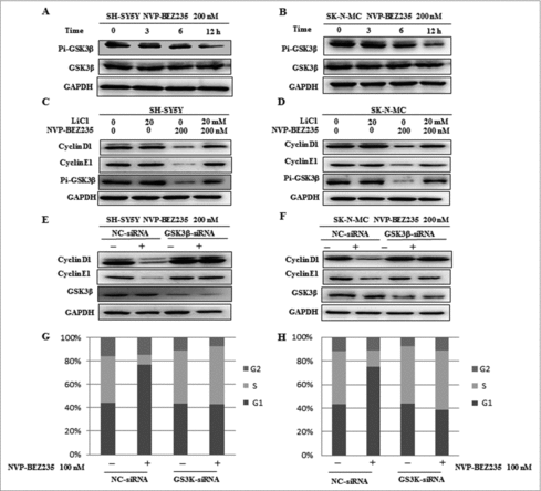 Figure 5. GSK3β is required for NVP-BEZ235- induced degradation of cyclin D1 and cyclin E1. (A and B) SH-SY5Y and SK-N-MC cells were incubated with NVP-BEZ235 for the indicated time periods. Western blot analyzed p-GSK3β and GSK3β. (C, D) SH-SY5Y and SK-N-MC were pretreated with GSK3β inhibitor LiCl for 1 h and then incubated with 200 nM NVP-BEZ235 for 12 h. Western blot analyzed cyclin D1 and cyclin E1. (E and F) SH-SY5Y and SK-N-MC were transfected with the siRNA targeting GSK3β for 48 h and then treated with 200 nM NVP-BEZ235 for another 12 h. The cells were lysed and analyzed by immunoblotting against cyclin D1 and cyclin E1. (G and H) SH-SY5Y and SK-N-MC cells were transfected with GSK3β siRNA, followed by NVP-BEZ235 treatment. The cell cycle distribution was measured by flow cytometric analysis.
