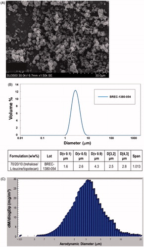 Figure 1. Physical properties of the spray-dried powder of topotecan. (A) Scanning Electron Microscope image. (B) Volume particle size distribution (Malvern–Wet Method) and (C) mass particle size distribution recovered from the inhalation chamber.