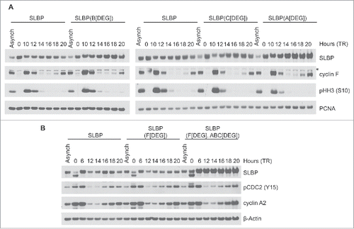 Figure 3. The interaction between SLBP and FEM1A, FEM1B, and FEM1C is required for SLBP degradation. (A) FLAG-SLBP(Bdegron), FLAG-SLBP(Cdegron), and FLAG-SLBP(Adegron) are each expressed at higher levels than FLAG-SLBP. HeLa cells infected with retroviruses expressing FLAG-tagged SLBP or FLAG-tagged SLBP mutants were synchronized at G1/(S)by double-thymidine block before trypsinization and release into fresh medium. Cells were collected at the indicated times, lysed, and immunoblotted. *Asterisk denote non-specific bands. (B) FLAG-SLBP(ABCdegron/Fdegron) is expressed at higher levels than FLAG-SLBP and FLAG-SLBP(Fdegron) and does not oscillate during the cell cycle. HeLa cells infected with retroviruses expressing FLAG-tagged SLBP, FLAG-tagged SLBP(Fdegron), or FLAG-SLBP(ABCdegron/Fdegron) were synchronized at the G1/(S)transition by double-thymidine block before trypsinization and release into fresh medium. Cells were collected at the indicated times, lysed, and immunoblotted.