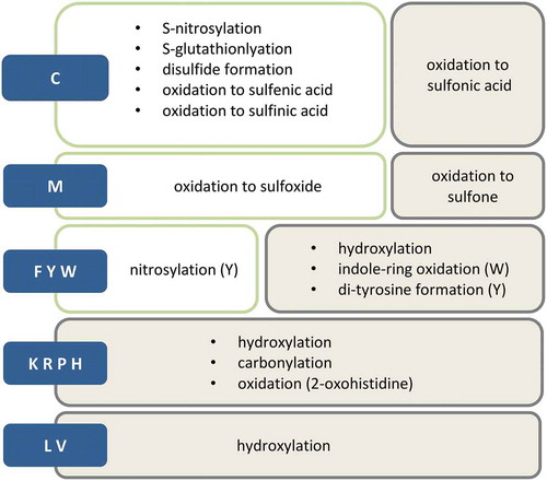 Figure 1. Most common oxPTMs. Blue boxes symbolize amino acids, green boxes represent reversible modifications and grey boxes irreversible ones.