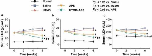 Figure 2. Chronic effects of combined APS microbubbles with UTMD on the cardiac indexes of diabetic rats with DCM. The serum (a) CK, (b) LDH, and (c) cTnl levels of the model rats. All results showed as Mean ± SD (n = 6). * P < 0.05 vs. Saline group; † P < 0.05 vs. UTMD alone group; # P < 0.05 vs. APS alone group.