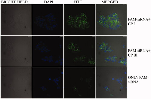 Figure 5. Confocal microscope images of FAM-GAPDH siRNA uptake in HCT 116 cells in the presence of CP I and CP III after 3-h incubation (DAPI: 4',6-diamidino-2-phenylindole, FITC: fluorescein isothiocyanate).