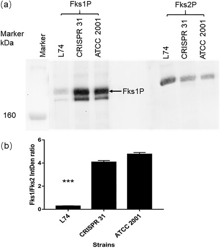 Figure 3. Expression of Fks1 and Fks2 in ATCC 2001, CRISPR 31 and L74. (a) Immunoblot analysis of Fks1 and Fks2. (b) The densitometry of the blot was analyzed by Image J. Statistical analysis was performed using Student’s t-test (*** P < 0.01). The data are presented as the mean ± s.d.