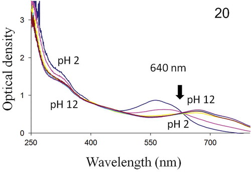 Fig. 20. Absorbance spectrum of H. provincialis extracellular pigment, from 250 to 800 nm. Below and above the isobestic point (640 nm), pH 2–12 top to bottom and bottom to top, respectively.