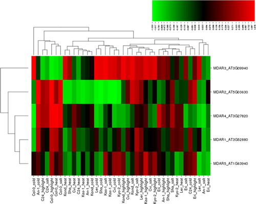 Figure 5. Heatmap showing the expression profiles of five monodehydroascorbate reductase (MDHAR) genes (MDAR1-5) in 10 natural Arabidopsis ecotypes, An-1, Cvi, Col-0, C24, Eri, Kas-1, Kond, Kyo-2, Ler and Sha, under four different stress conditions of salinity (100 mmol/L NaCl), cold (10 °C), heat (38 °C) and high light (800 μmol photons m−2s−1). Green indicates the down-regulated genes; red shows the up-regulated genes under given stresses. Conditions (up) and genes (left) with similar expression profiles were hierarchically clustered using Pearson correlation.
