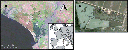 Figure 1 Geographical location of the study area and satellite image of (a) the Doñana Natural Space (DNS) that includes the Doñana Natural Park (dashed lines) and the Doñana National Park (solid line); and (b) the Lucio de la FAO showing the three ponds. The whole breeding colony nests in the pond closer to the José Antonio Valverde Visitor Centre (highlighted as a rectangle). The white dot in (a) corresponds to the Lucio de la FAO.