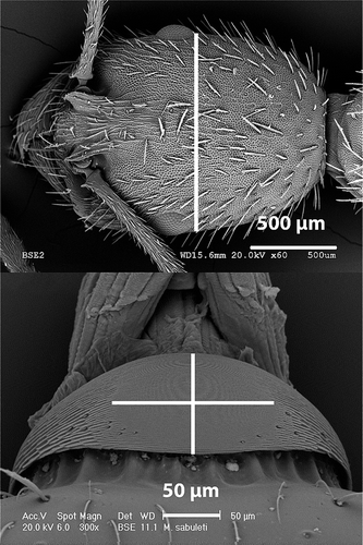 Figure 1. Scanning electron microscopy photographs of the head of Aphaenogaster senilis and the stridulatory organ of Myrmica sabuleti, showing the way measurements were taken for the morphometric study: cephalic width and pars stridens length (vertical) and width (horizontal).