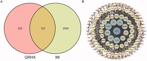 Figure 4. Network pharmacology of QRHX against MI. (A) Venn diagram of QRHX and MI- related targets. (B) PPI network of QRHX in MI treatment.