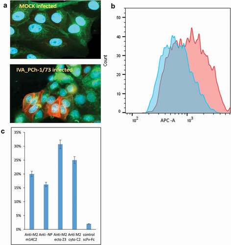 Figure 4. Recognition of M2 protein in MDCK cells infected with Influenza A (IVA) virus