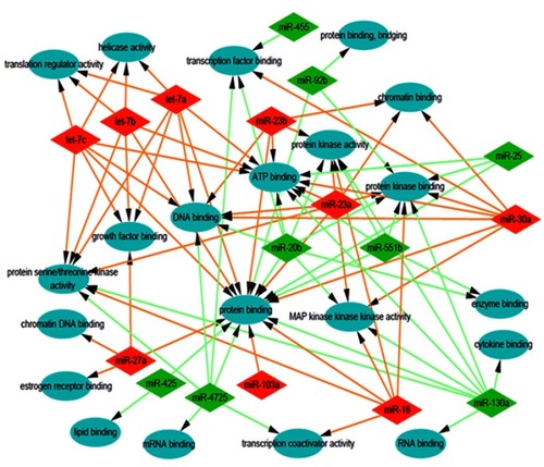 Figure 4 Analysis of molecular function. Gene Ontology (GO) enrichment analysis of molecular functions of the target genes showed a functional network.