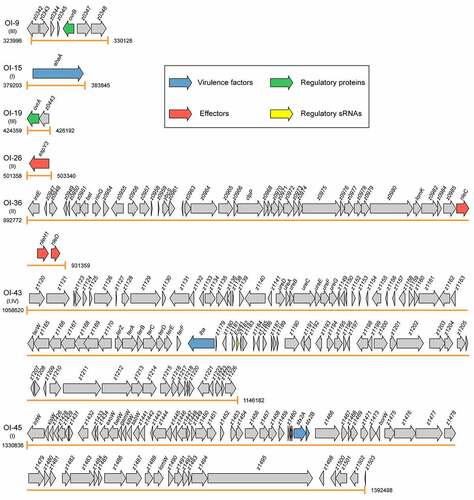 Figure 2. Graphical representation of the gene content and organization of virulence-related OIs. Arabic numerals represent the starting and ending positions of OIs in the EHEC O157:H7 strain EDL933 genome (GenBank accession no. AE005174). Roman numerals represent the four categories of virulence-related OIs: I = OIs encoding virulence factors, II = OIs encoding effectors, III = OIs encoding virulence regulatory proteins, and IV = OIs encoding virulence regulatory sRNAs. Arrows represent genes, which are color-coded to indicate functions: blue = genes encoding virulence factors, red = genes encoding effectors, green = genes encoding virulence regulatory proteins, yellow = genes encoding virulence regulatory sRNAs, and gray = genes not related to EHEC O157:H7 virulence or are with unknown functions