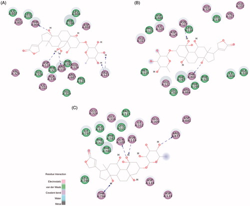 Figure 5. Ouabain molecular docking on rat NKA α1 (A), α2 (B), and α3 (C) isoforms. The green and magenta circles represent residues involved in van der Waals and polar interactions, respectively. The blue halo around the residue is proportional to the solvent accessible surface. Pi interactions are represented by an orange line and symbols indicating the specific interaction. The green dashed arrows are directed towards the electron donor and represent hydrogen bonds with amino acid main chains. The blue dashed arrows are directed towards the electron donor and represent hydrogen bonds with amino acid side-chains.