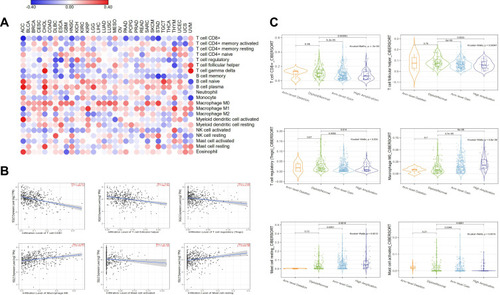 Figure 7 Correlation between SQLE and immune infiltration in HNSCC. (A) Correlation between 22 immune cells infiltration and SQLE mRNA expression in pan-cancer. (B) Correlation between 6 immune cells infiltration and SQLE mRNA expression in HNSCC. (C) Correlation between 6 immune cells infiltration and SQLE copy number alterations in HNSCC.