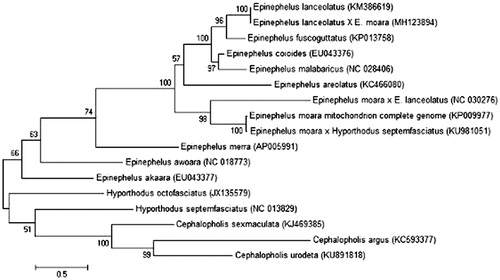 Figure 1. Molecular phylogenetic tree of complete mitochondrion genes among 12 species of Epinephelus, 3 species of Cephalopholis, and 2 species of Hyporthodus. The phylogenetic tree was constructed using maximum likelihood.