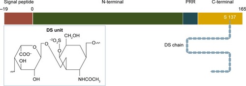 Figure 1 Structure of endocan.