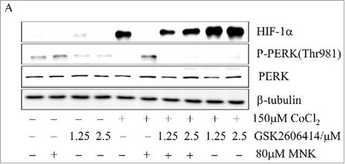 Figure 4. PERK is involved in MNK-induced reduction of HIF-1α (A). PC3 cells were treated with 80 μM MNK in the presence of 150 μM CoCl2 for 6 h in the presence or absence of GSK2606414. The indicated proteins were examined by western blot. β-tubulin was used as loading control. The experiments were repeated three times.