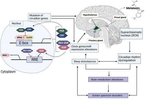 Figure 1. The mechanism of circadian rhythm and ASD. Explaining the molecular mechanism of the circadian clock system and the relationship between circadian rhythms and ASD. The core clock genes, BMAL1 and CLOCK, form the positive arm of transcriptional/translational feedback loops by heterodimerizing and binding to the E-box element on circadian target genes to activate transcription, including period (PER) (homologs: 1-3), cryptochrome (CRY) (homologs: 1 and 2), retinoid-related orphan receptor (ROR), Rev-Erb, and other genes in output pathways. The negative feedback loop is created by the complex formed by PER and CRY, which blocks BMAL1/CLOCK-driven transcription. The expression of the BMAL1 gene is modulated by ROR and Rev-Erb, respectively, which also affects the activity of the loops. Other circadian-controlled genes, such as AANAT, the primary enzyme for melatonin production, are also rhythmically expressed in response to the circadian clock genes. Controlled circadian cycles consequently influence the rhythmicity and expression level of melatonin, which also influences the quantity and quality of sleep. Dysregulation of melatonin will cause sleep problems and aberrant miRNA levels as well as gene expression patterns. Genes linked to ASD may have altered expression levels due to abnormal miRNA expression. Alterations in brain metabolism may also be brought on by ASD-mediated altered gene expression, including changes in miRNA levels. Created with BioRender.com.