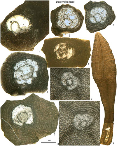 Figure 16. Equatorial and axial sections of D. discus sowerbyi from the Fulra Limestone. 1: FUL3–26, 2: FUL3–32, 3: FUL6–12, 4: FUL6–14, 5: FUL8–57, 6: FUL6–44, 7: FUL13–44, 8: FUL13–42, 9: FUL3–31.