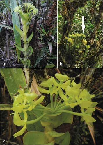 Figura 6. Epidendrum pseudapaganum. A. Planta in situ de hábito terrestre, B. Planta in situ de hábito epífito, C. Inflorescencia. A–C de A. J. Pérez et al. 8009. B de F. Tobar SN. Fotos: A y C por A. J. Pérez y B por F. Tobar