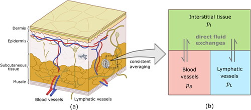 Figure 1. (a) Conceptual figure of the subcutaneous tissue with blood vessels and lymphatic vessels embedded in the tissue. (b) Schematic figure of the compartments considered in the MPET model for subcutaneous tissue.