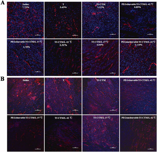 Figure 9. CD 31 and α-SMA Assay (A) Fluorescence images of tumor section stained with anti-α-SMA primary antibody after 24 h of the last administration. The red represents the TAFs and the blue represents nucleus. The bar is 50 μm. (B) Fluorescence images of tumor section stained with anti-CD 31 primary antibody after 24 h of the last administration. The red represents the tumor vessel and the blue represents nucleus. The bar is 50 μm.