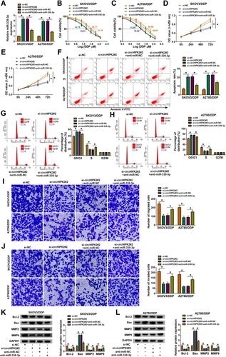 Figure 5 The mutual effect between circHIPK2 and miR-338-3p in DDP-resistant OvCa cells in vitro. SKOV3/DDP and A2780/DDP cells were severally transfected with si-NC, si-circHIPK2#2, si-circHIPK2#2 along with anti-miR-NC, si-circHIPK2#2 together with anti-miR-338-3p. (A) RT-qPCR analyzed miR-338-3p expression. (B and C) CCK-8 assay measured IC50 of DDP by monitoring cell viability (%) after 1–120 μM of DDP treatment. (D and E) CCK-8 assay showed OD values at 450 nm after transfection for 0–72 h. (F–L) After transfection for 24 h, (F–H) FCM method examined (F) apoptosis rate (%) and (G and H) cell distribution percentages (%) in different cell cycle phases, (I and J) transwell assay evaluated numbers of migrated cells and invaded cells, and (K and L) Western blotting detected protein expression of Bcl-2, Bax, MMP2, and MMP9, normalized to GAPDH. *P<0.05. Data analysis was performed using two-way ANOVA followed with Tukey’s post-hoc analysis.