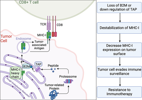 Figure 3. Destabilization of the MHC-I due to loss of B2M.