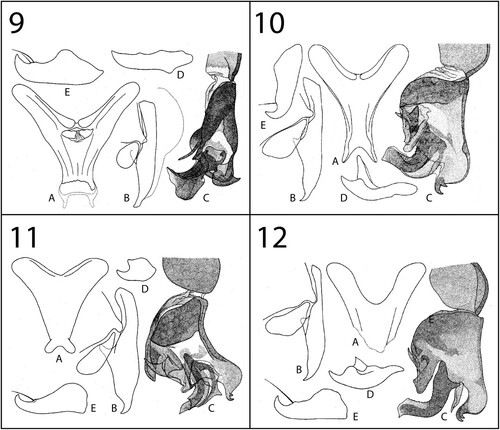 Figures 9–12. Genitalia. 9, Beziella (Brasia) yadvashemia (Lehrer, 1995): A, S5, ventral view; B, cercus and surstylus, lateral view; C, distiphallus, lateral view; D, pregonite, lateral view; E, postgonite, lateral view (after Lehrer Citation2003b, p. 132, fig. 46). 10, Beziella (Callostuckenbergia) beninella (Lehrer, 2003): A, S5, ventral view; B, cercus and surstylus, lateral view; C, distiphallus, lateral view; D, pregonite, lateral view; E, postgonite, lateral view (after Lehrer Citation2003b, p. 135, fig. 47). 11, Beziella (Callostuckenbergia) limela (Lehrer & Lehrer, Citation1992): A, S5, ventral view; B, cercus and surstylus, lateral view; C, distiphallus, lateral view; D, pregonite, lateral view; E, postgonite, lateral view (after Lehrer Citation2003b, p. 137, fig. 48). 12, Beziella (Callostuckenbergia) rageaui (Rickenbach, Citation1966): A, S5, ventral view; B, cercus and surstylus, lateral view; C, distiphallus, lateral view; D, pregonite, lateral view; E, postgonite, lateral view (after Lehrer Citation2003b, p. 132, fig. 46).