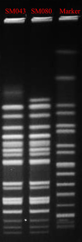 Figure 1 Pulsed-field gel electrophoresis patterns of XbaI-digested total DNA from two S. Typhimurium isolates.Abbreviations: MIC, minimum inhibitory concentration; MLST, multilocus sequence typing.