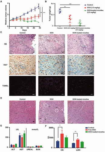 Figure 6. Therapeutic efficacy and toxicity profiles of DOX-loaded micelles in SK-HEP-1 tumor bearing mice. In vivo tumor growth inhibition (A) and tumor weight (B) of SK-HEP-1 tumor bearing mice after intravenous administration of different DOX formulations (2.5 mg kg–1 each dose for a total of seven doses) (n = 5).(C) Histology (HE) and immunohistochemical staining (Ki67 and TUNEL) of tumor tissues. Scale bar: 100 μm. (D) Histological images (HE staining) of hearts excised from treated mice. The intracytoplasmic vacuolation and the degradation of muscle fibers were marked by white circle and black arrows, respectively. Scale bar: 100 μm. (E) Serum chemistry analysis of mice treated with different DOX formulations, including hepatic function (ALT and AST), renal function (UREAL and BUN), and cardiac toxicity (F, CK and LDH) (n = 5). Data are expressed as means ± SD. *p < .05, **p < .01, ***p < .001 analyzed by one-way ANOVA or two-way ANOVA.
