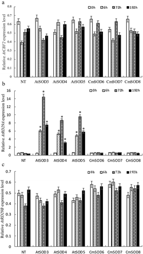 Figure 5. Relative RNA expressions of the Arabidopsis thaliana (At)CBF2, AtRD29A, and AtRD29B genes in non-transgenic (NT) Arabidopsis plants and transgenic Arabidopsis lines after 1 μM abscisic acid (ABA) treatment followed by 0 to 192 h of chilling stress.A. The AtCBF2 gene expression in NT plants and T3 homozygote AtSOD3 ~ 5 and Cucurbita moschata (Cm)SOD6 ~ 8 lines.B. The AtRD29A gene expression in NT plants and T3 homozygote AtSOD3 ~ 5 and CmSOD6 ~ 8 lines.C. The AtRD29B gene expression in NT plants and T3 homozygote AtSOD3 ~ 5 and CmSOD6 ~ 8 lines.Total RNA in all tested plants was extracted from 2-week-old plants after 1 μm ABA treatment followed by 4°C for 0 (control), 6, 72, and 192 h of chilling treatment. Relative amounts were calculated and normalized with respect to AtActin-8 RNA. Values are the means of three replicates with the corresponding standard deviation. The gene expression is compaired to NT plants and an asterisk indicates a significance level of p ≤ 0.05.