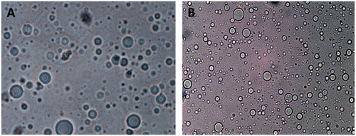 Figure 2. Optical photomicrographs (100 × magnification) of ACE-loaded: (A) EMVs and (B) ethosomal suspension.