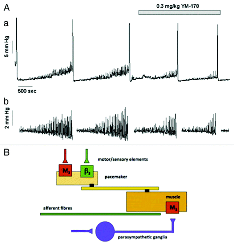 Figure 3. The effects of the β3 specific agonist mirabegron on motor sensory noise in the conscious partially obstructed rat (modifed from reference Citation10). (A) Illustrates an original record showing 4 filling and voiding cycles during cystometry in a conscious rat. The micturition contractions are easily seen. The first 2 cycles are under control conditions and the motor component of the motor-sensory system, the non-voiding activity, is apparent. This is more clearly seen in section (B) where the non-voiding activity has been isolated by filtering. The β3 specific agonist (YM-178, mirabegron) was then added and the effects on the following filling and voiding cycles noted. The drug clearly affects the non-voiding activity but has little effect on the amplitude of the voiding contraction. (Reprinted from reference Citation10 with permission). (B) Shows a cartoon proposing how on-voiding activity and micturition activity is generated in the rat. The accepted parasympathetic motor system is there to initiate the large voiding contraction. In addition the system generating and modulating the motor component of the motor-sensory noise behaves as though it had a “pacemaker” controlled by cholinergic (excitatory) and adrenergic (inhibitory) inputs. Afferent fibers (green) respond to the local contractions and stretches sending information related to bladder volume to the CNS.