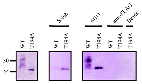 Figure 7. The pathogenic mutant of bovine T194A which is a homolog of the T183A mutation in humans disrupts the glycosylation of PrPC and exposes an epitope that is only recognized in misfolded prion proteins. (A) Lysis followed by centrifugation of HEK293T cells stably expressing glycosylated wild-type bPrPC or T194A mutation (disrupted glycosylation) of bPrPC. (B) Immunoprecipitation of HEK293T cells stably expressing glycosylated wild-type PrPC or T194A mutation (disrupted glycosylation) of bPrPC with antibodies SN6b, 6D11 (positive control) and anti-FLAG (negative control). Bovine PrPC is not immunoprecipitated with antibody SN6b as compared with the T194A mutant of bPrPC that is immunoprecipitated, depicting a band having an intensity that is lower than that with antibody 6D11. The antibody 6D11 immunoprecipitated both wild-type or T194A mutant of bPrPC with almost similar band intensities for both proteins. The antibody anti-FLAG did not immunoprecipitate either wild-type or T194A mutant of bPrPC. The T194A mutant of bPrPC was not immunoprecipitated with antibody uncoupled beads as compared with Figure 5 for the E.coli expressed T194A of bPrPC. Molecular size markers in kDa are indicated on the left hand side of panel A.