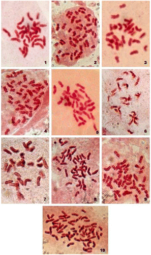 Figures 1–10. (Color online) Somatic metaphase chromosomes of 10 cultivars of taro (C. esculenta var. antiquorom) (×1942). 1 = cv. Muktakeshi (2n = 28), 2 = cv. Banky (2n = 42), 3 = cv. Sree Kiran (2n = 28), 4 = cv. Telia (2n = 42), 5 = cv. Sree Pallavi (2n = 28), 6 = cv. Mothan (2n = 28), 7 = cv. Sunajhili (2n = 28), 8 = cv. H-3 (2n = 42), 9 = cv. DP-25 (2n = 42), 10 = cv. Duradin (2n = 42).