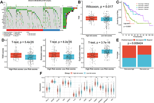 Figure 5 Characterization of genomic variation and prediction of ICB response. (A) The mutation rates in the two groups were extremely dissimilar from one another. (B) Patients in the high-risk category had higher TMB values. (C) Patients with high scores and high TMB values had the lowest overall survival rates. (D) The results of TIDE analysis. (E) The proportion of “respond” was lower in the high-risk group. (F) Patients with lower scores had greater levels of the genes PD-L1, PD-L2, CD4, and LL6 than patients with higher scores. ns, not significant; *p < 0.05; **p <0.01; ***p < 0.001.