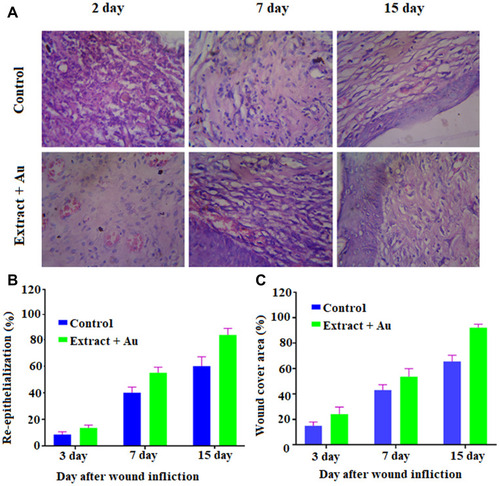 Figure 10 (A) Hematoxylin and Eosin stained microscopic images of regenerated structure of incised wounds on different days (3, 7 and 15) for treated with control, and extract containing AuNPs at 10x magnifications (scale bar 100 μm); (B) Histogram of re-epithelialization (in %); (C) Histogram of wound-cover area (in %).Abbreviation: AuNPs, gold nanoparticles.