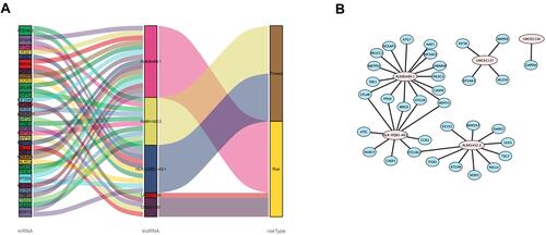 Figure 3 The co-expression network of autophagy-related lncRNA-mRNA and Sankey diagram. (A) mRNA – Autophagy-related lncRNAs – risk type relationship showed in Sankey diagram. (B) The co-expression network visualized using Cytoscape 3.7.2 software.