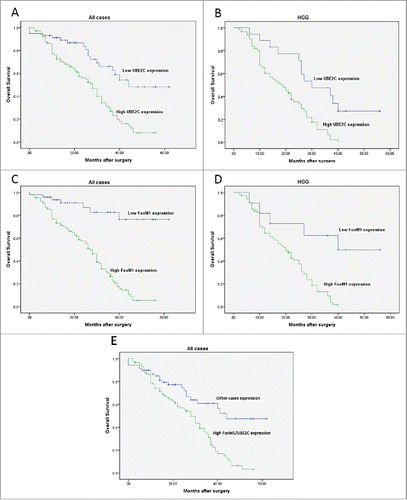 Figure 2. Kaplan–Meier curves for overall survival with gliomas. (A-B) Kaplan–Meier curves for OS in patients with gliomas divided according to UBE2C expression levels among all cases and high-grade gliomas (WHO grades III and IV). (C-D) Kaplan–Meier curves for OS in patients with gliomas divided according to FoxM1 expression levels among all cases and high-grade gliomas. (E) Kaplan–Meier curves for the OS of patients with gliomas with high FoxM1/UBE2C expression levels and of other patients.