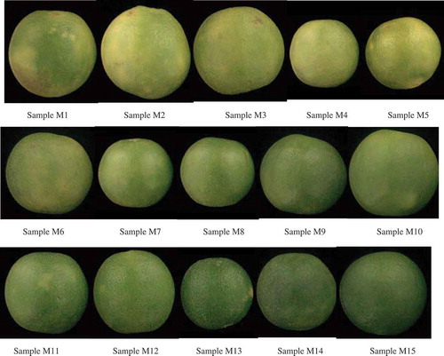 FIGURE 7 Sweet-lime samples for maturity analysis.